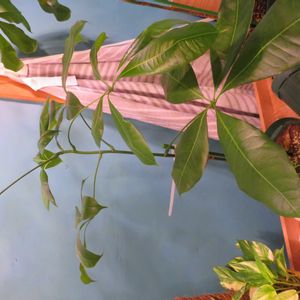 パキラ,パキラ・アクアティカ,ポトス・ハッピーデー,観葉植物,癒しの画像