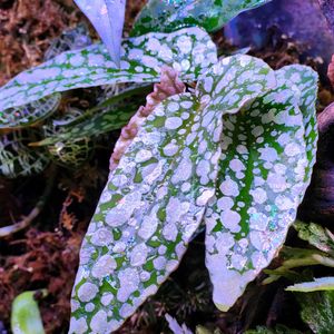 ベゴニア,begonia,ベゴニア ホワイトアイス,観葉植物,テラリウムの画像