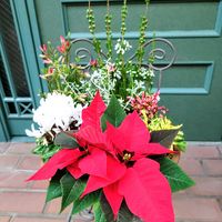 エリカ,シクラメン,ポインセチア,ガーデンシクラメン,寄せ植えの画像