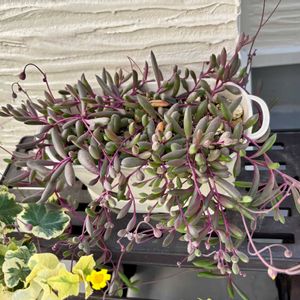 ルビーネックレス,ルビーネックレス,多肉植物,多肉中毒,ベランダ多肉の画像