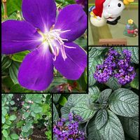 サザンカ,ノボタン,ヘリオトロープ,ソヨゴ,寄せ植えの画像