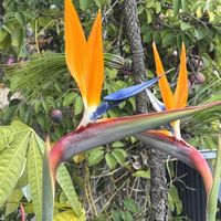 ストレリチア,我が家の庭の画像