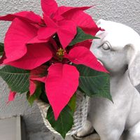 カランコエ,ポインセチア,カエデ,ジュズサンゴ,ありがとう♡の画像