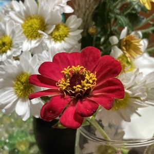 ジニア,白い小菊,花のある暮らし,緑のある暮らし,黄色の小菊の画像