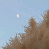 コブシ,トベラ,パンパスグラス,イロハモミジ,鳥さんの画像