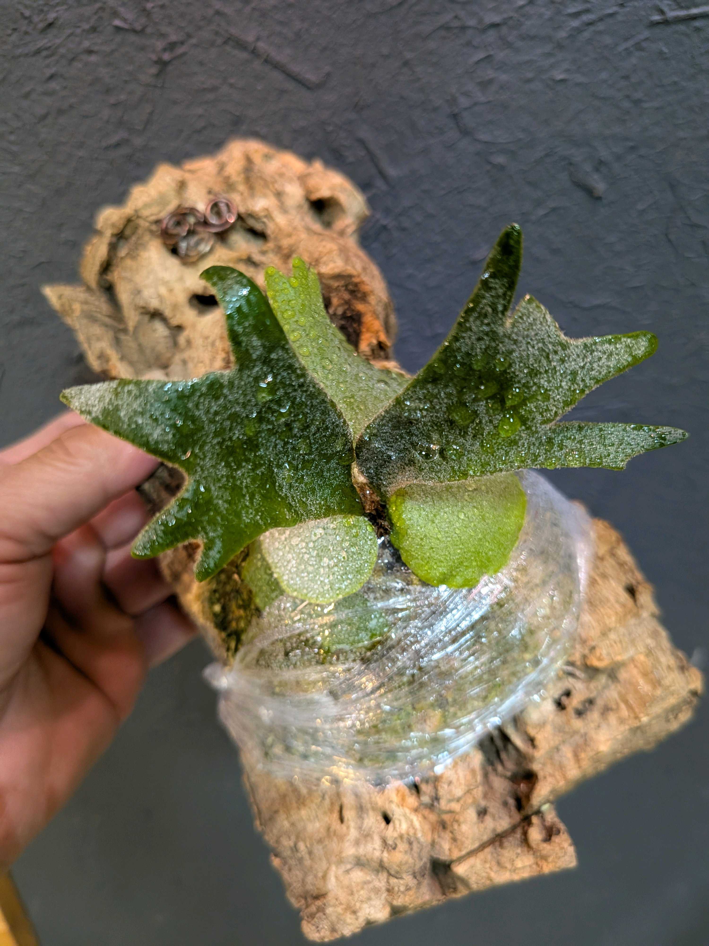 成長点の向き2 ビカクシダの森 成長点の向き2 ビカクシダの森