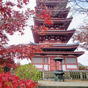 モミジ,モミジ,イロハモミジ,五重の塔,五重の塔の画像