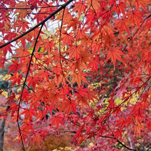 モミジ,モミジ,イロハモミジ,枝垂れ モミジ,枝垂れ モミジの画像