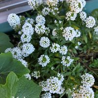 スイートアリッサム ,カワラナデシコ,散歩道,白いお花,スミレ♡の画像