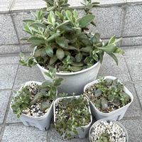 ムスカリ,ルビーネックレス,月兎耳,月兎耳,ビアホップ の画像