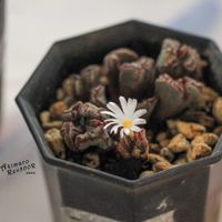 メセン,コノフィツム属,タニラー,その他部屋の画像