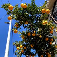 ミカン,夏みかん,ビタミンカラー,ご近所,青空に映えるの画像