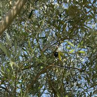 オリーブ,常緑ヤマボウシ,椿　菊冬至,ツバキ 白侘助,椿　西王母の画像