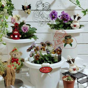 ハイビスカス,ハイビスカス,アンティークビオラファルファリア,Xmasの飾り付け,パンジー きものの画像