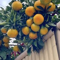 キンカン,ミカン,夏みかん,みかんの花,みかんの画像