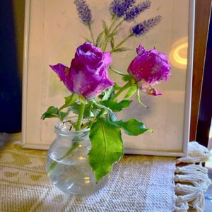 モーブピンクの薔薇,モーブピンクの薔薇,花のある暮らし,GSに感謝。,初冬の頃の画像