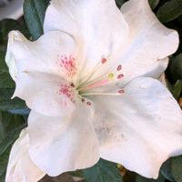 アザレア,アリッサム,ヒイラギの花,山茶花　八重咲き　白,チャノキの花.の画像