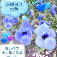 トレニア,ルリマツリ,青い花マニア,チーム・ブルー,チーム・ブルーNo.009の画像