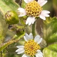 ナズナ,ハキダメギク,ペンペングサ,近所,お花は癒しの画像