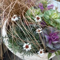 カレックス,ローダンセマム,葉牡丹,ローダンセマム・アフリカンアイズの画像