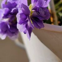 ニオイスミレ,パルマスミレ,青い花マニア,チーム・ブルー,水曜日は水色の画像