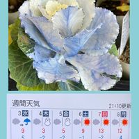 アンゲロニア,葉牡丹,花のある暮らし,お花大好き♡,青い花マニアの画像