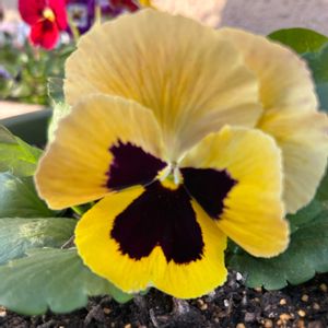 サボテン,お花大好き♡,キッチン,和室,家庭菜園の画像