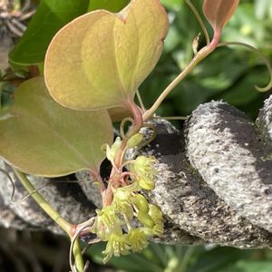 モンステラ,ルビーネックレス,ビオラ,サルトリイバラ,サルトリイバラの花の画像