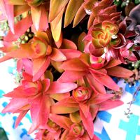 火祭り,クラッスラ属,植物男子ベランダー,火祭り♡,キャンプファイアの画像