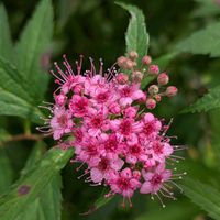 ツワブキ,シモツケ ,キシモツケ,石蕗（つわぶき）,下野（しもつけ）の画像