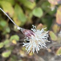 スミレ,タチツボスミレ,コスミレ,コスミレ,コウヤボウキの画像