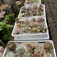 多肉植物,エケベリア属,可愛い,タニラー,エケベリア女子の画像