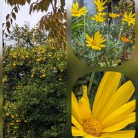 キク,ヒメツルソバ,ミカン,ユリオプスデージー,イチョウの画像