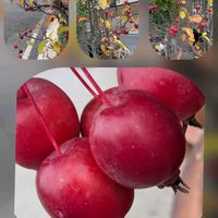 クコ,サザンカ,ヒメリンゴ,ピラカンサ,イチョウの画像