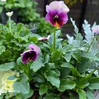 ビオラ,ウィンティー,シルバーレース,ウィンティー・ピーチ,葉牡丹（はぼたん）の画像