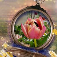 ガーベラ,ストック,チューリップ,マトリカリア,ユーカリの画像