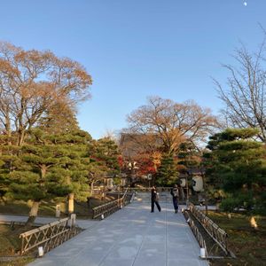 モミジ,モミジ,モミジ,モミジ,モミジ(紅葉)の画像