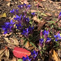 リンドウ,お寺,お出かけ先の画像