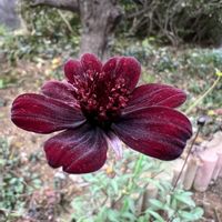 チョコレートコスモスの画像