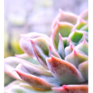 オウンスロー,M's Succulent Memories,多肉植物,Love & Peace,幸せの多肉の画像