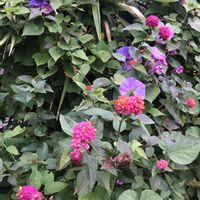 ランタナ,ノアサガオの画像