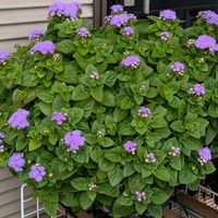 アゲラタム,お花が好きの画像