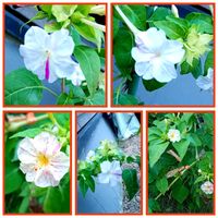 オシロイバナ,オシロイバナ,オシロイバナ愛好家友の会,オシロイバナいっぱい運動,オシロイバナ2025の画像