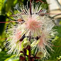 サガリバナの画像