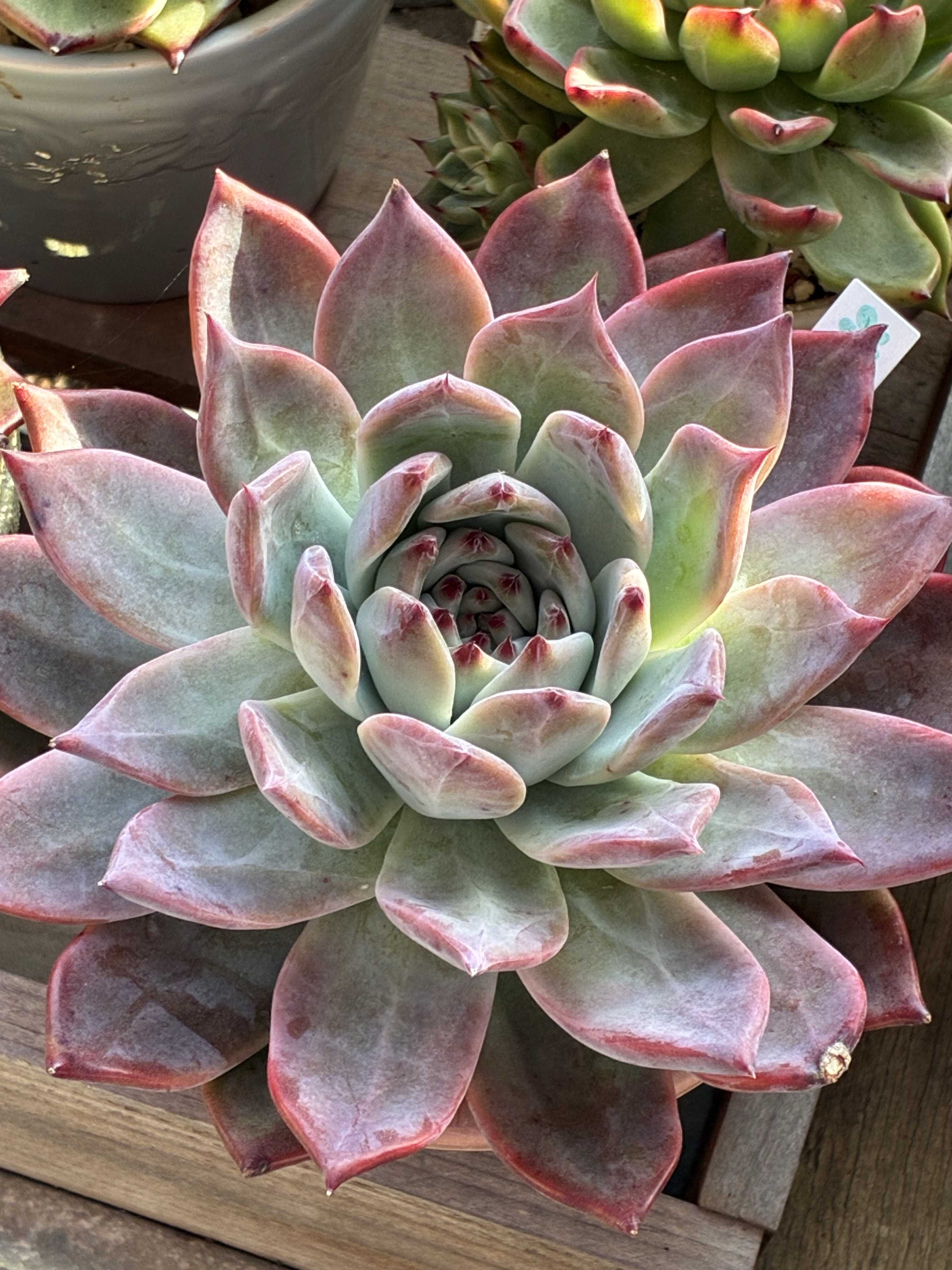 リンゼアナの一覧｜🍀GreenSnap（グリーンスナップ）