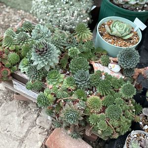 センペルビウム,ガーデニング,木箱,センペル寄せ植え,木箱寄せ植えの画像