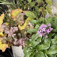 ケイトウ,センニチコウ,ペンタス,ジュズサンゴ,アカバセンニチコウの画像