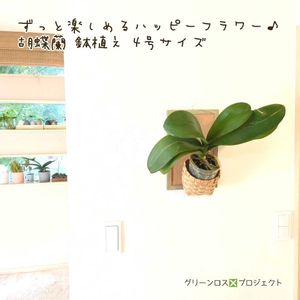 胡蝶蘭,胡蝶蘭,,板壁,4号鉢の画像