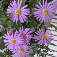 ブラキカム,青い花マニア,チーム・ブルー,水曜日は水色,チーム•ブルーNo.104の画像