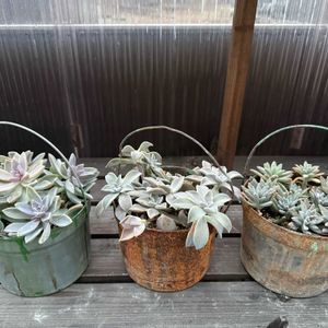 朧月,秋麗,桜牡丹,多肉植物,ガーデニングの画像